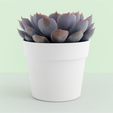 Echeveria Orion 10