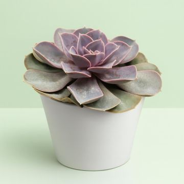 Echeveria pearl von Neurenberg