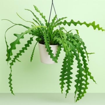 Epiphyllum Anguliger Zig Zag