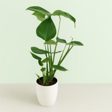 Monstera deliciosa v2