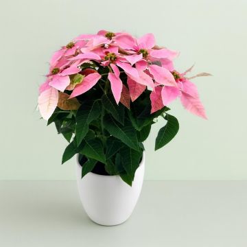 Euphorbia Princetta light pink