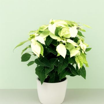 Euphorbia Princetta White