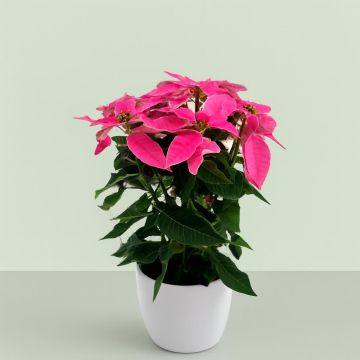 Poinsettia Pink