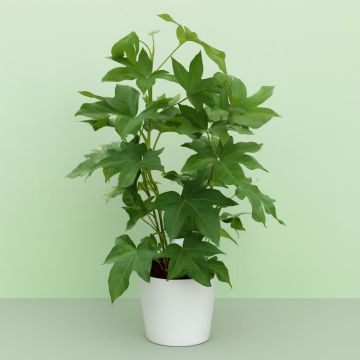 Fatshedera lizei Fatshedera lizei