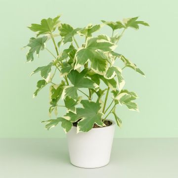 Fatshedera lizei Variegata Fatshedera lizei Variegata