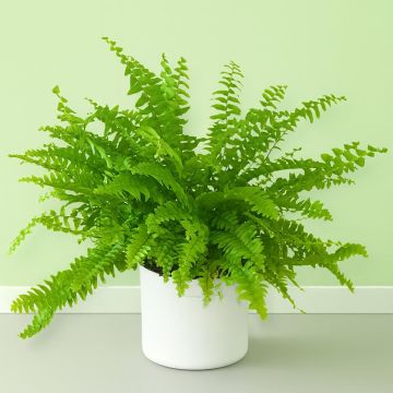 Fern Nephrolepis