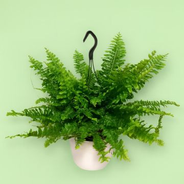 Fern Nephrolepis Green Moment