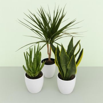 Dracaena Marginata  Aloe Vera Sansevieria Superba