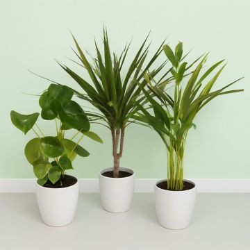 Pilea Dracaena Dypsis