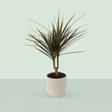 Dracaena Magenta enkel stam  17 cm