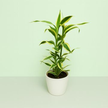 Dracaena Sanderiana.jpg