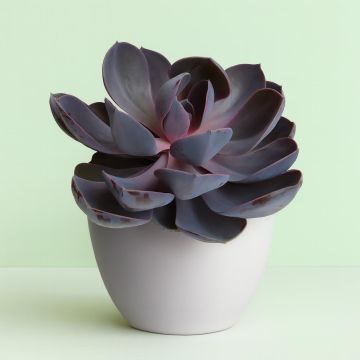 Echeveria Purple Pearl