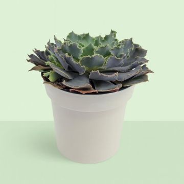 Echeveria Ruffled