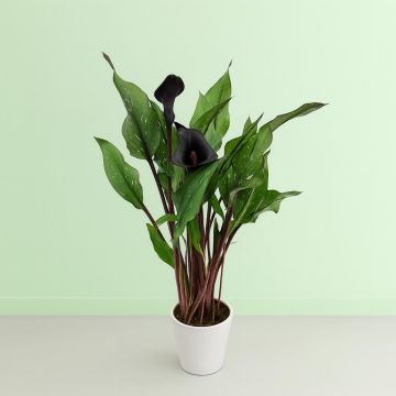 Zantedeschia Black