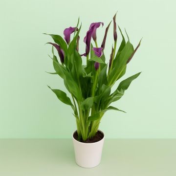 Zantedeschia Paars