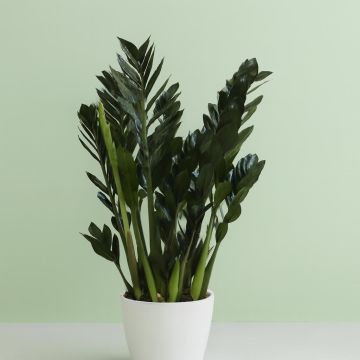 Zamioculcas zamiifolia Super Nova