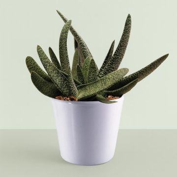 Gasteria verrucosa.jpg