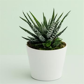 Haworthia fasciata big band 8