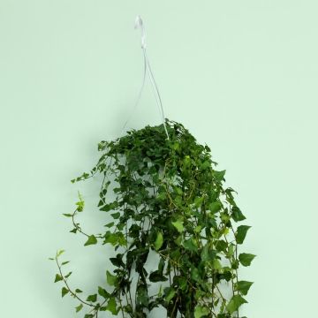 Hedera Helix Lady Kay