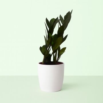 Zamioculca Super Nova.jpg