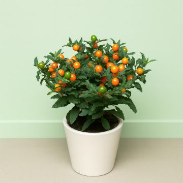 Solanum Pseudocapsicum