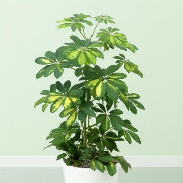 Schefflera arboricola Gold Capell