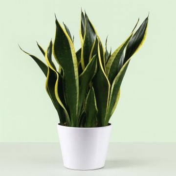 Sansevieria Black gold - hoogte 50-55