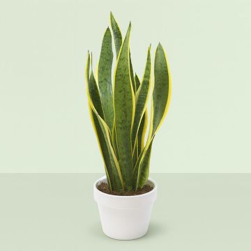 sansevieria-laurentii.jpg