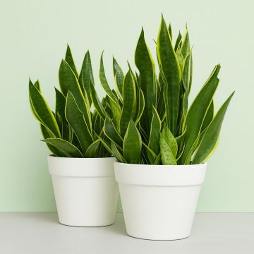 Sansevieria trifasciata