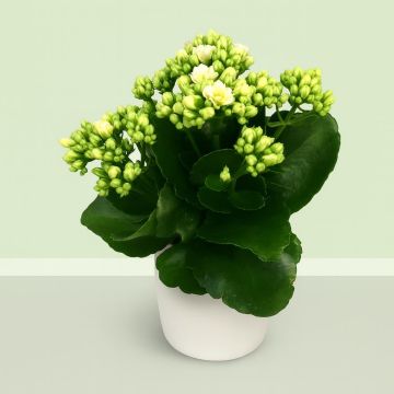 kalanchoe blossfeldiana white.JPG