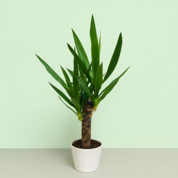 Yucca Elephantipes17 cm.jpg