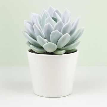 Pachyveria corvus.jpg