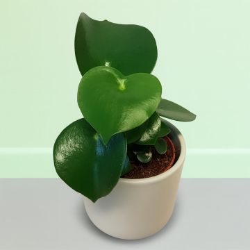 Peperomia polybot Raindrop 2.jpg