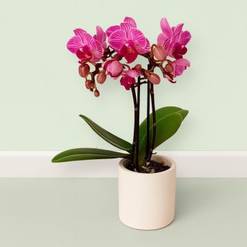 Phalaenopsis mini Pink