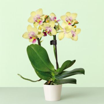 mini-orchid-yellow -v2