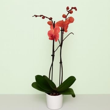 Phalaenopsis Peach jam2