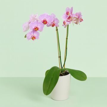 Phaleanopsis Pink Stripe 1