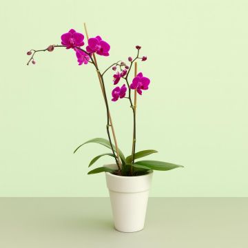 Phaleanopsis Purple