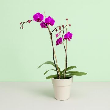 Phaleanopsis purple 2