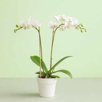 Phaleanopsis white 7