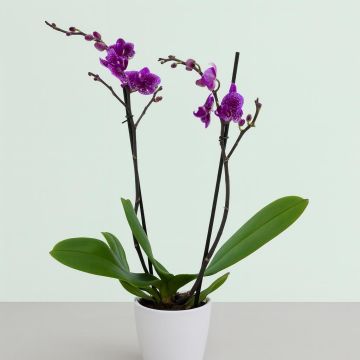 purple rain orchid option