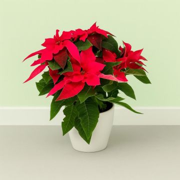 Poinsettia Dark Red