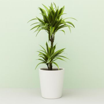 dracaena-lemon-lime-v2
